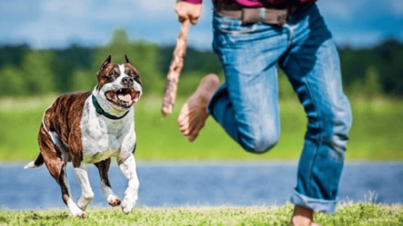 Các trường hợp mơ thấy mình đánh lại chó phổ biến