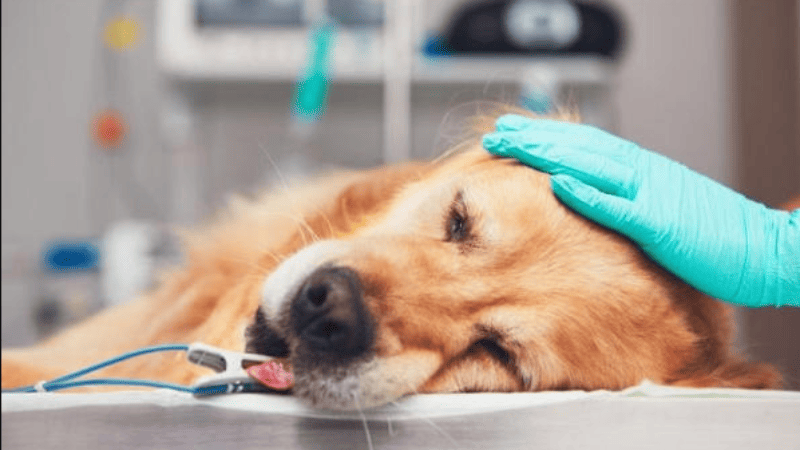 Ý nghĩa từng trường hợp cụ thể khi mơ thấy chó bị ốm