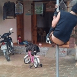 Mơ thấy chó lớn, chó dữ cắn người thân