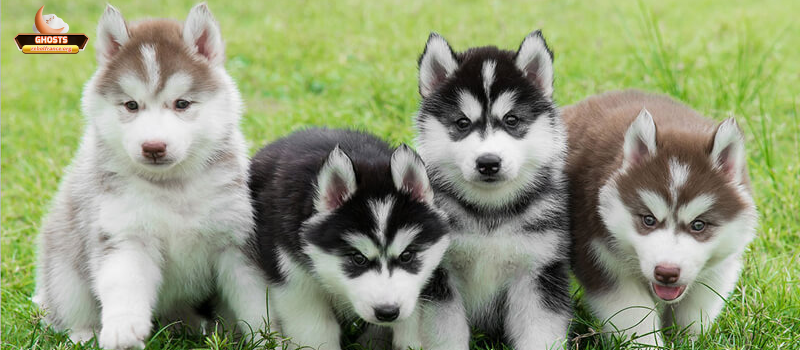 Chó và vai trò bảo vệ nhà cửa: phong thủy và thực hành