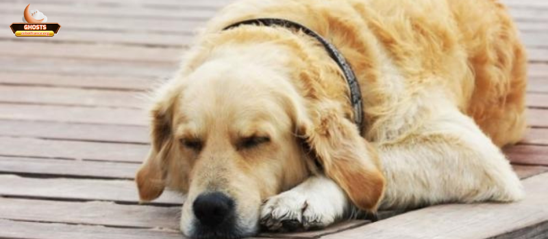 Giải mã theo góc nhìn tâm lý và thần kinh