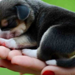 Giấc mơ tìm thấy chó: ý nghĩa cơ bản và phân loại