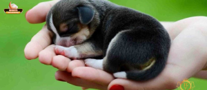 Giấc mơ tìm thấy chó: ý nghĩa cơ bản và phân loại