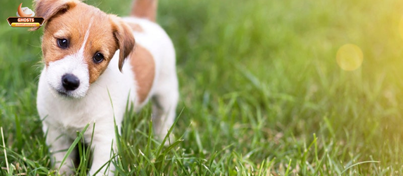 Hướng dẫn tự giải mã và hành động sau khi mơ