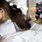 Giải mã giấc mơ theo màu sắc chó: nguyên tắc và cách tiếp cận