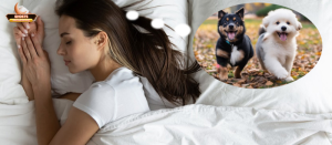 Giải mã giấc mơ theo màu sắc chó: nguyên tắc và cách tiếp cận