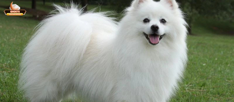 Giải nghĩa chi tiết theo từng màu sắc chó