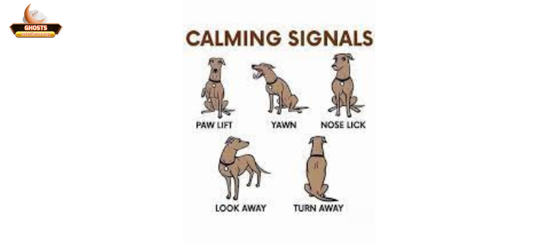 Calming signals: khái niệm, ví dụ và ý nghĩa trong giao tiếp xã hội