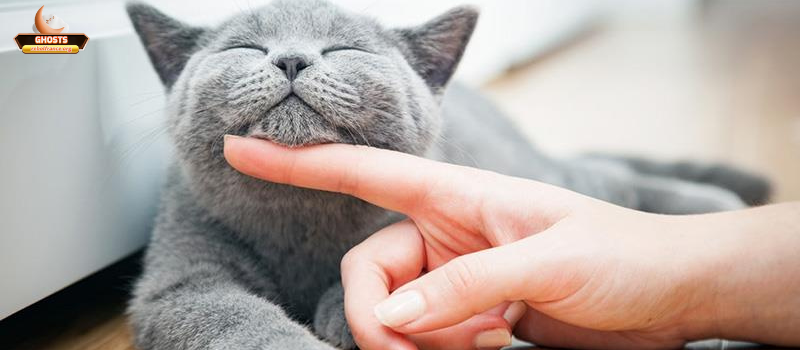 Giải mã giấc mơ về thú cưng 