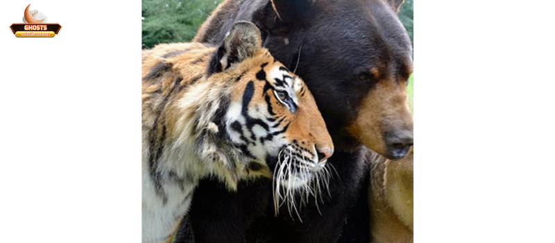 Giải mã giấc mơ về động vật hoang dã