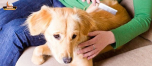 Hiểu về văn hóa chăm sóc thú cưng