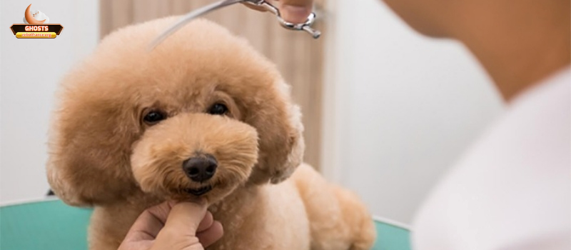 Thực hành chăm sóc thú cưng theo chuẩn văn hóa