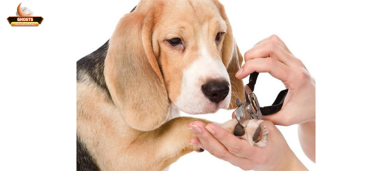 Công nghệ và đổi mới trong chăm sóc thú cưng