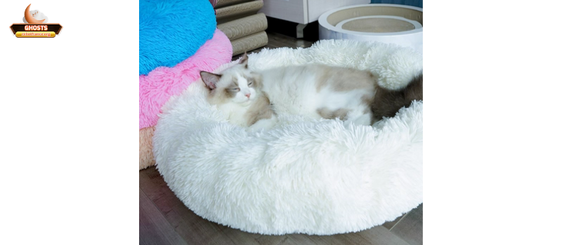 Chuẩn bị môi trường ngủ đạt chuẩn “vệ sinh giấc ngủ thú cưng”