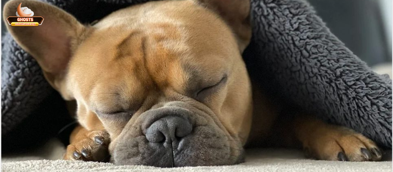 Vệ sinh giấc ngủ theo từng loài thú cưng